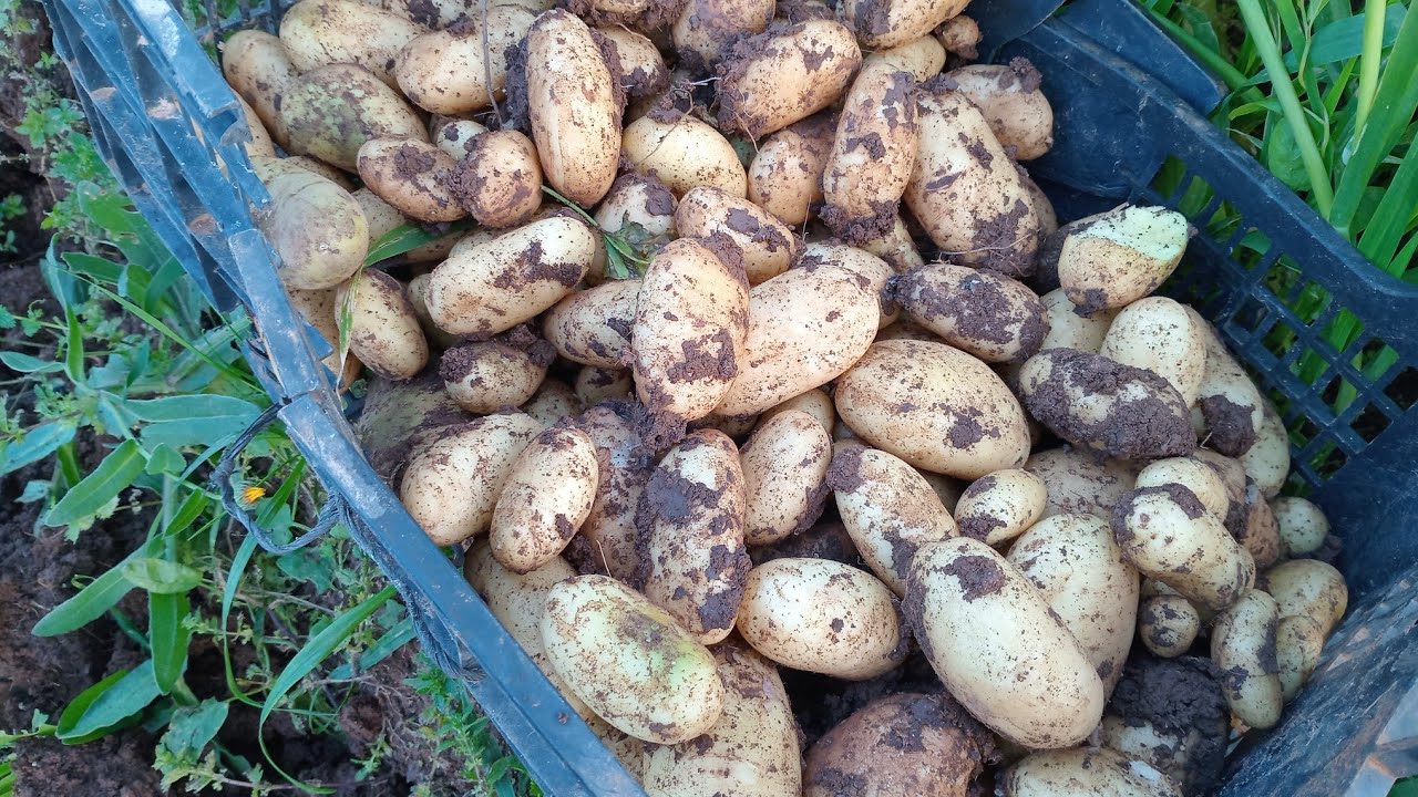 جني محاصيل البطاطا ب آيت سيذار نوذرار 6 مارس 2026 اللهم ارحمنا برحمتك الواسعة يا أرحم الراحمين. 