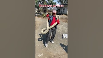 Burmese python 😱 #youtube #shortvideo #shorts #youtubeshorts #snake #python #burmesepython