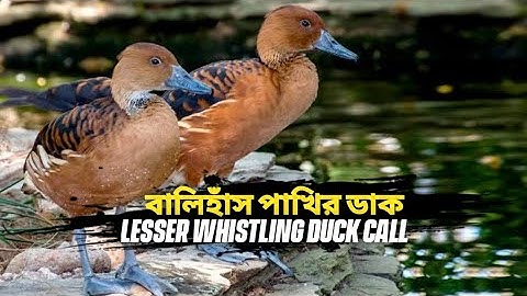 বালিহাঁস পাখির ডাক। Lesser Whistling Duck Real Sound Call. হাঁস পাখির ডাক ।