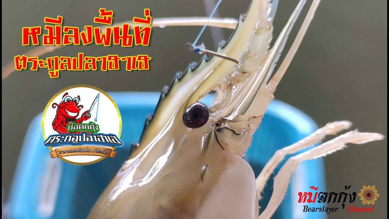 หมีลงพื้นที่ บ่อตกกุ้ง ตระกูลปลาฮาเฮ อุทัยธานี