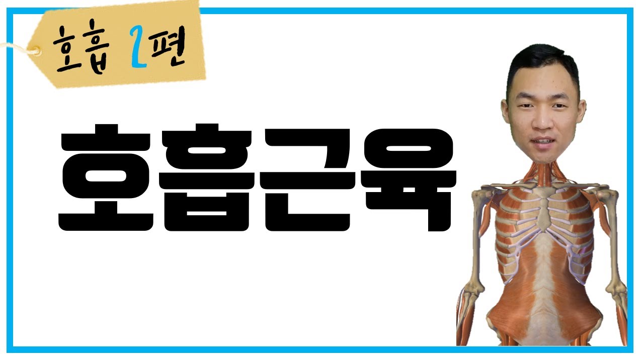 [음성학] 호흡근육, Respiration muscle(2/3) 13분순삭 호흡 근육 운동 원리 - YouTube