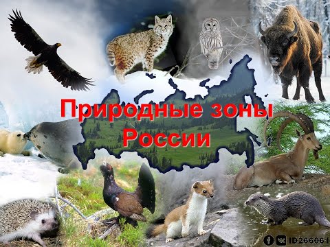 8 класс - Природные зоны России