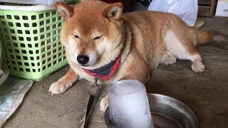 あげた氷が大き過ぎて真顔になる柴犬　Shibe  became serious face because the ice given was too big.