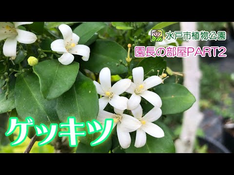 園長の部屋part2 第77回 ゲッキツ 水戸市植物公園 Youtube 園長の部屋part2 第77回 ゲッキツ 水戸市植物公園 Youtube