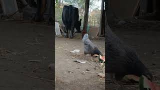 #viral #chicken #like #birds