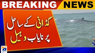 A rare whale came to the coast of Gadani | Geo News screenshot 5