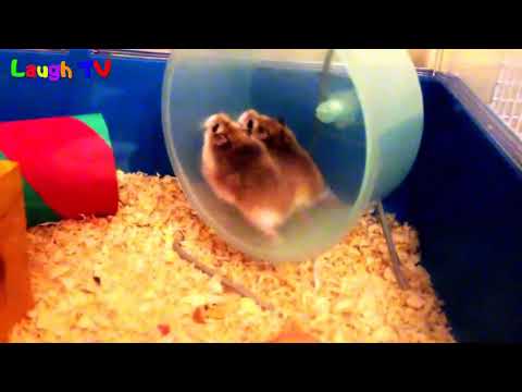 funny-hamsters-in-wheel-videos-funny-animals-compilation-2016