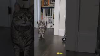 Funny dogs cats videos, Compilation #pets #funny#animals #shorts.k/z #44