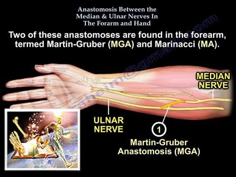 Median & Ulnar Nerve anastomosis ,Martin Gruber , Everything You Need
