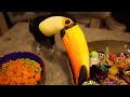 My Toucan Gets Easily Annoyed... (Things He HATES)