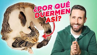 ¿Por qué LOS GATOS duermen en esas POSTURAS TAN RARAS? | “descoyuntados”, gatopan, en arenero y +