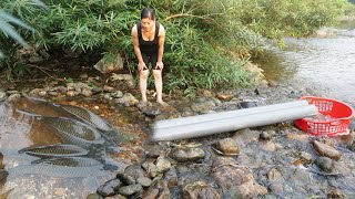 Can fish go through PVC pipes? The village girl build fish trap use large PVC pipes catch many fish