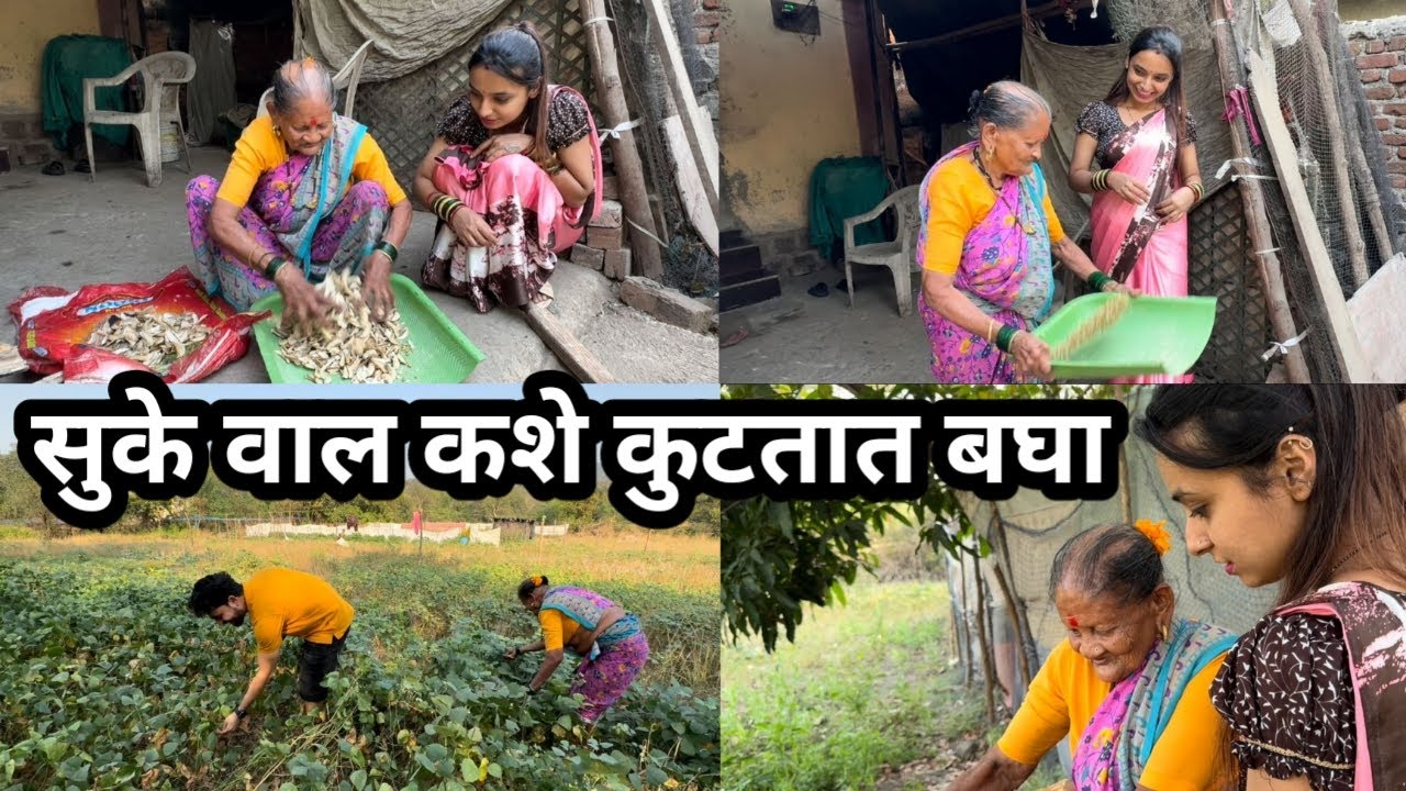 भक्तीला शिकवला आज वाल कुटायला / शेतावर जाऊन आणल्या ताज्या शिंगा / Bhakti Patil Thakur Pankaj Thakur