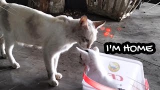 THE LAST JOURNEY OF THE LONELY KITTEN, YOU CAN SEE HOW HAPPY HE IS NOW | RESH ANIMALS