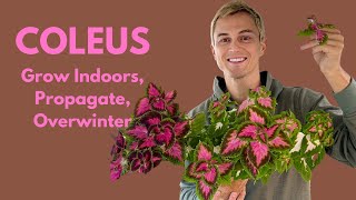 COLEUS: How to Grow Indoors, Propagate, and Overwinter