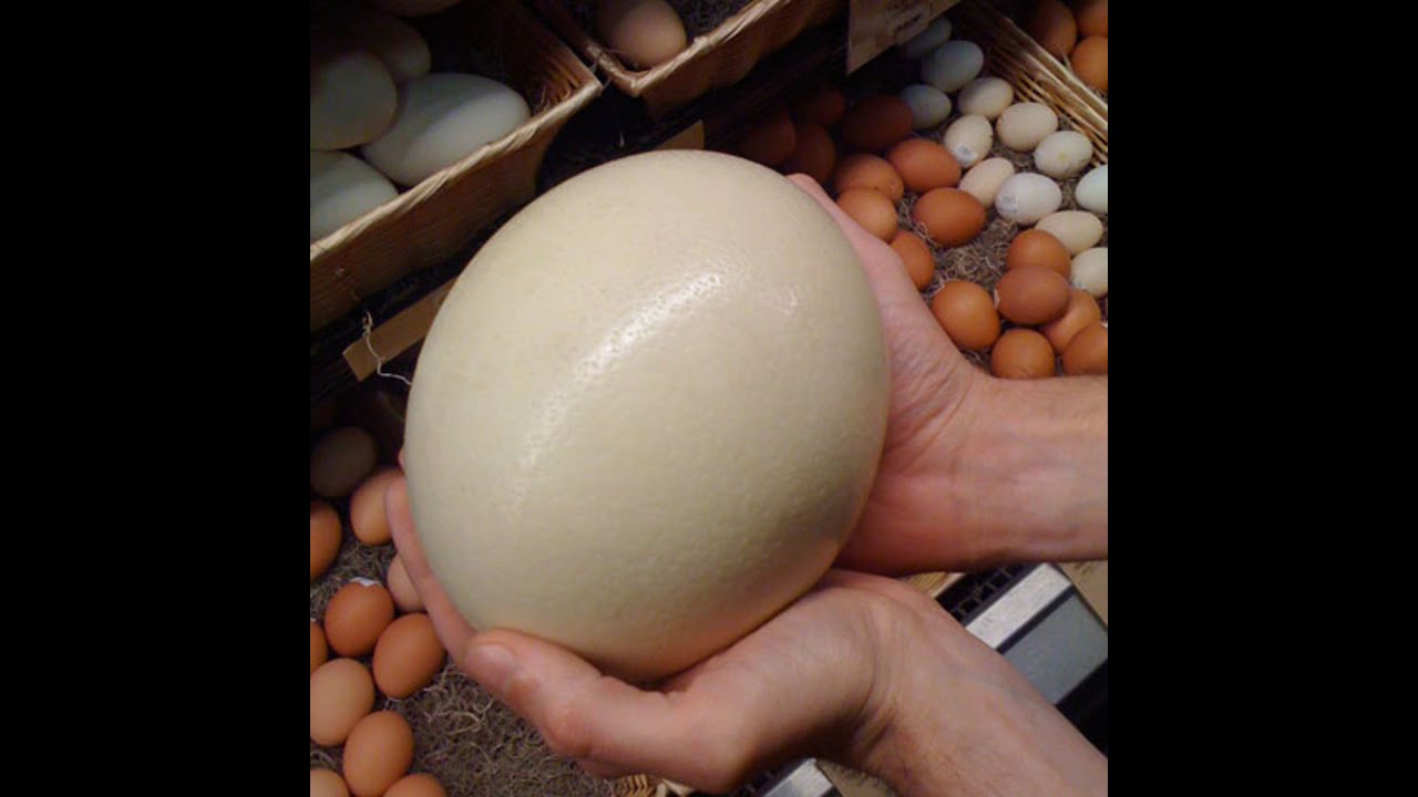 Самое сильное яйцо. Яйцо страуса. Страусиное яйцо самое крупное. Яйцо африканского страуса. Самые крупные птичьи яйца.