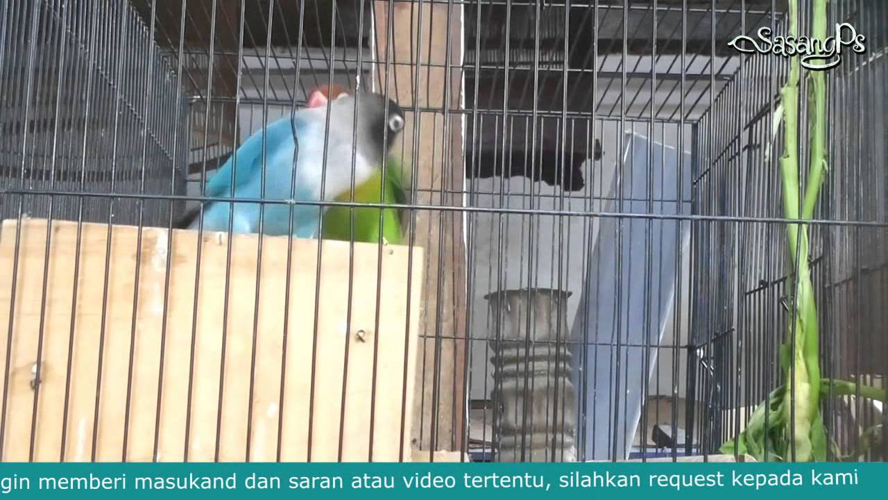 Download Suara Master Love Bird Jernih Natural Efektif Durasi