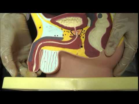 Vídeo: Onde se encontra a uretra no corpo?