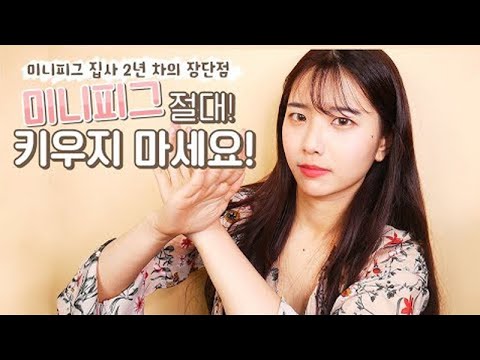 미니피그 키우고 싶으신 분들 꼭 보세요!