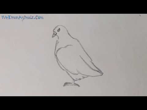 How to Draw a Dove In 6 EASY Steps - GREAT for Kids & Beginners - YouTube