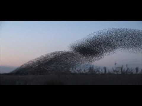 starlings on Otmoor