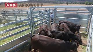 Cattle Forcing Yard  Arrowquip's Bud Box Demo