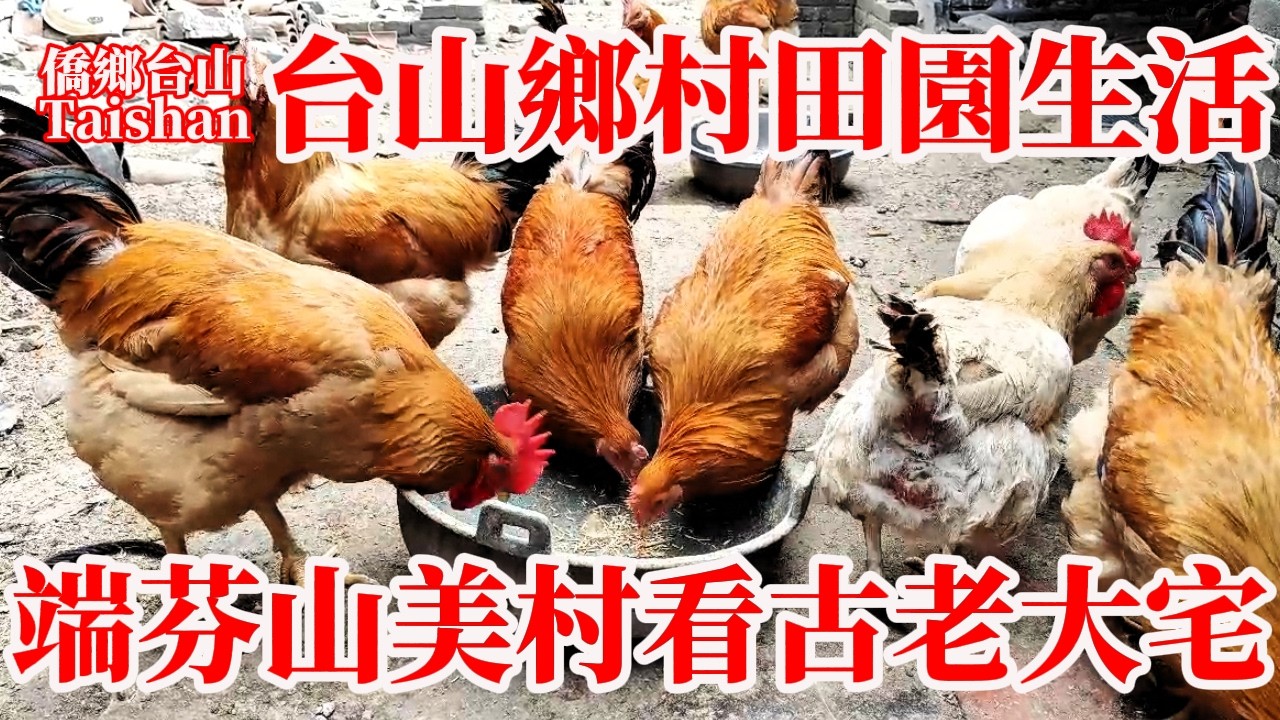 实拍广东台山农村现状！端芬山美村！對話鄉村叔父農村真實生活！原生態自養60隻雞過新年！參觀百年美麗古老華僑大宅！過年 春節 农民 乡村 田園 Life of Farmers in Taishan