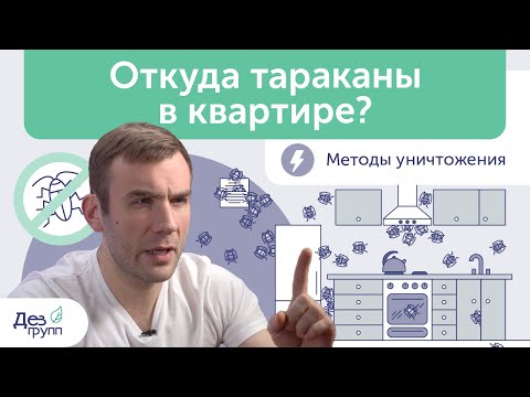 Откуда тараканы в квартире? Что делать, если в квартире появились тараканы? Уничтожаем прусаков