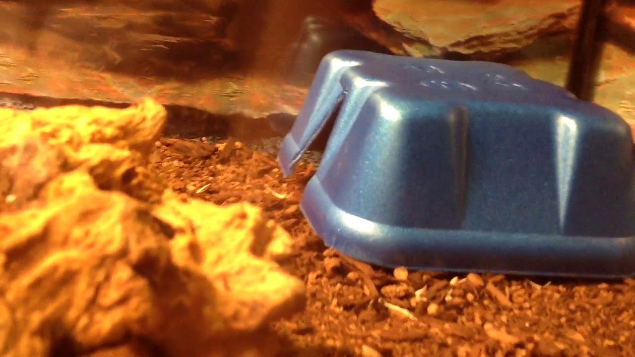 camera iphone 8 plus apk My snake Ruby vlog #1