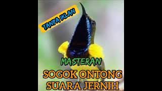 Masteran Sogok Ontong,Suara JERNIH