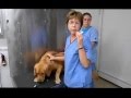 Brush My Pets What? - Wyoming Animal Hospital Brush My Pets What? - Wyoming Animal Hospital
