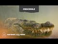 American Crocodile | National Wildlife Week 2023