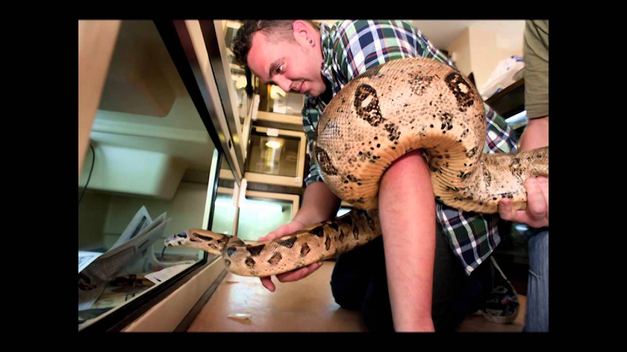 Reptile Rescue Centre YouTube