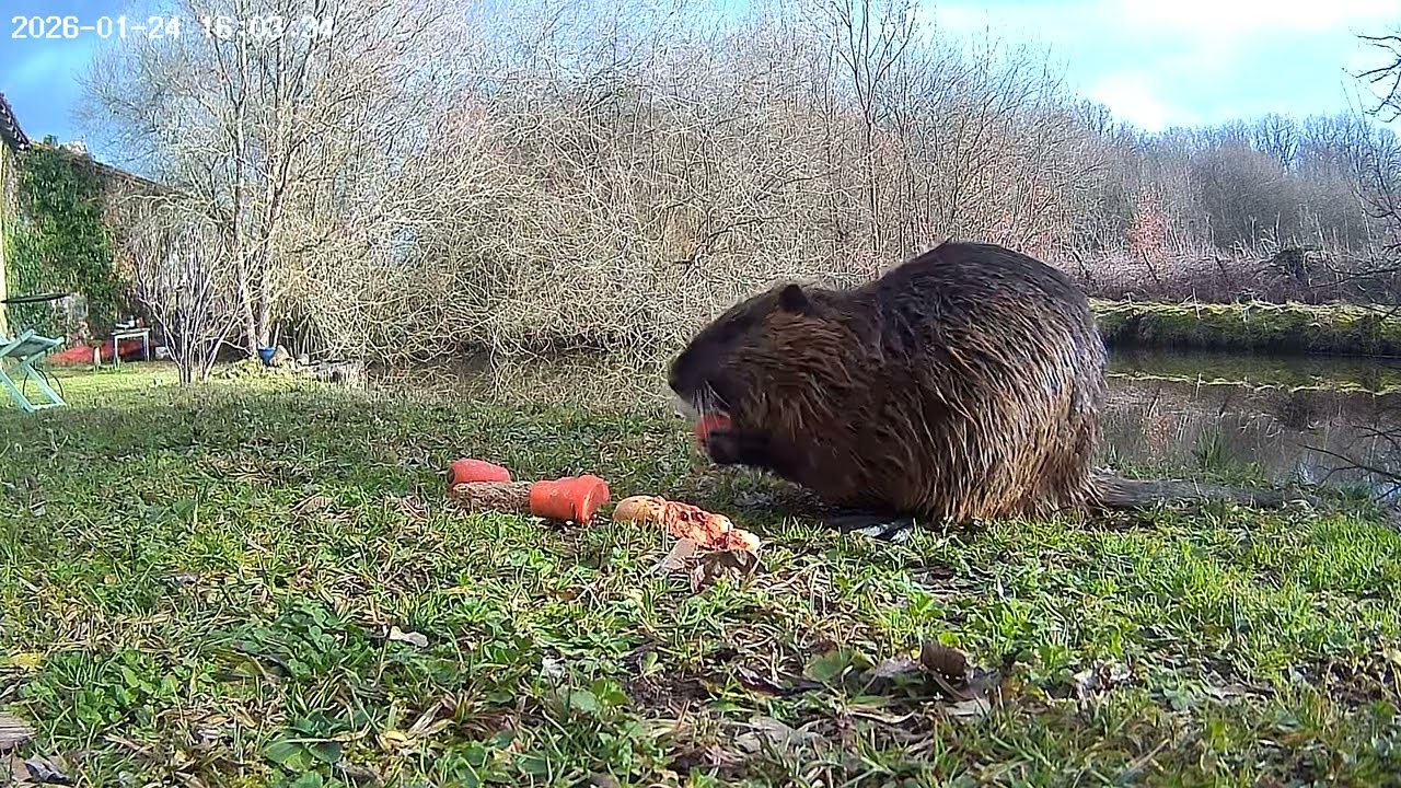 Snack time, Coypu (Nutria) and some small birds at the end.