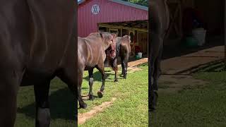 Will my Draft Horses go to their assigned stall?