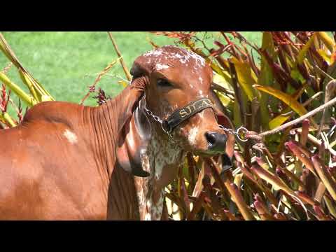 LOTE 12 • LEILÃO GIR LEITEIRO SJ LALU & CONVIDADOS ESPECIAIS • SJLL 80