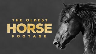 The Oldest Footage of Horses ever