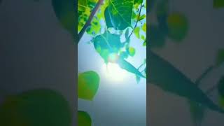 gali Teri se tukde lekar chal diye ham song MP3 sher and