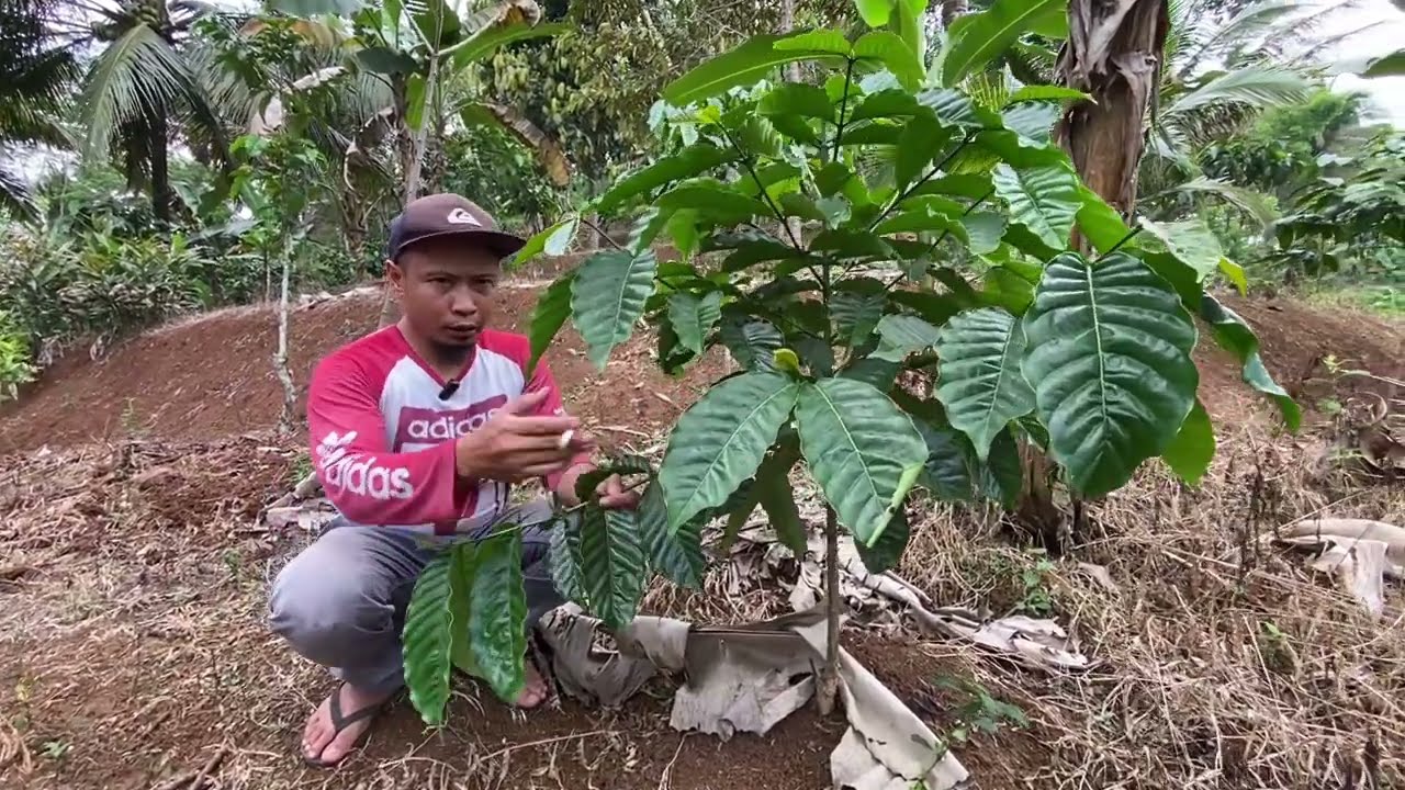 Varietas kopi robusta tugusari dan daun lebar yang berada di ketinggian 500 sampai 600mdpl