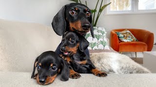 Which dachshund puppy are we going to choose?