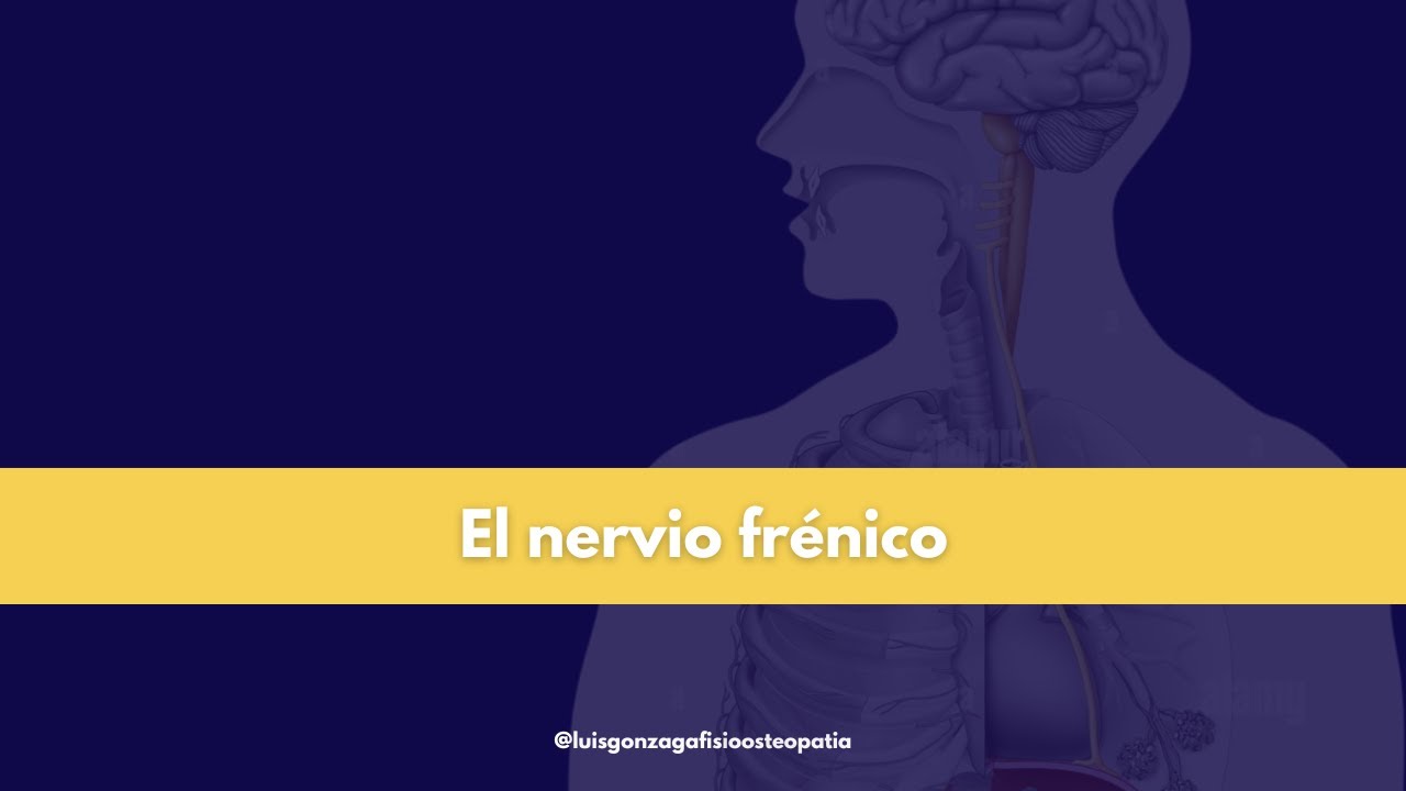 El Nervio Frénico y sus correlaciones clínicas.