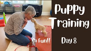 New Puppy? Train, Socialize, & Groom a Teddy Bear Schnauzer  Day 8