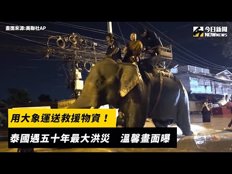 用大象運送救援物資！泰國遇五十年最大洪災　溫馨畫面曝｜NOWnews