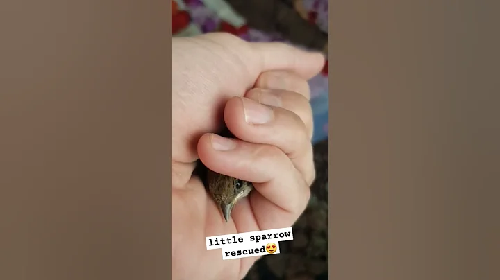 little sparrow rescued 😍 #bird #chicken #chick #hen #sparrow