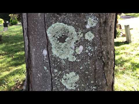 Video: Silver maple: height and trunk of the tree. What is the name of the maple fruit?