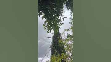 وَلَقَدْ آتَيْنَاكَ سَبْعًا مِّنَ الْمَثَانِي وَالْقُرْآنَ الْعَظِيمَ (87)سوره الحجر