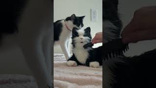 my REAL tuxedo cat reacts to the JOY FOR ALL interactive comfort cat for people with dementia screenshot 4