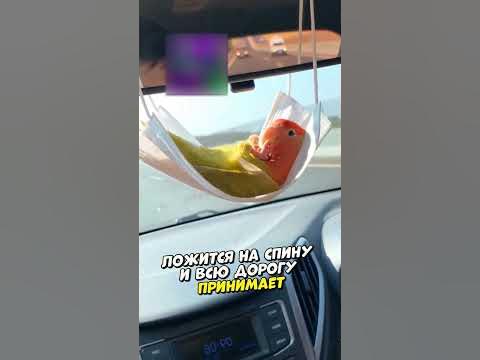Гамак для попугая 🤣 - YouTube