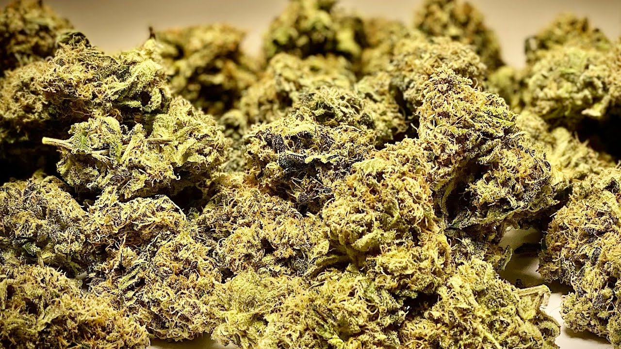 SINGLE PLANT SCROG RESULTS || HARVEST || DRY WEIGHT YIELD || HIT THAT 👍🏻 IF U USE A SCROG NET!!