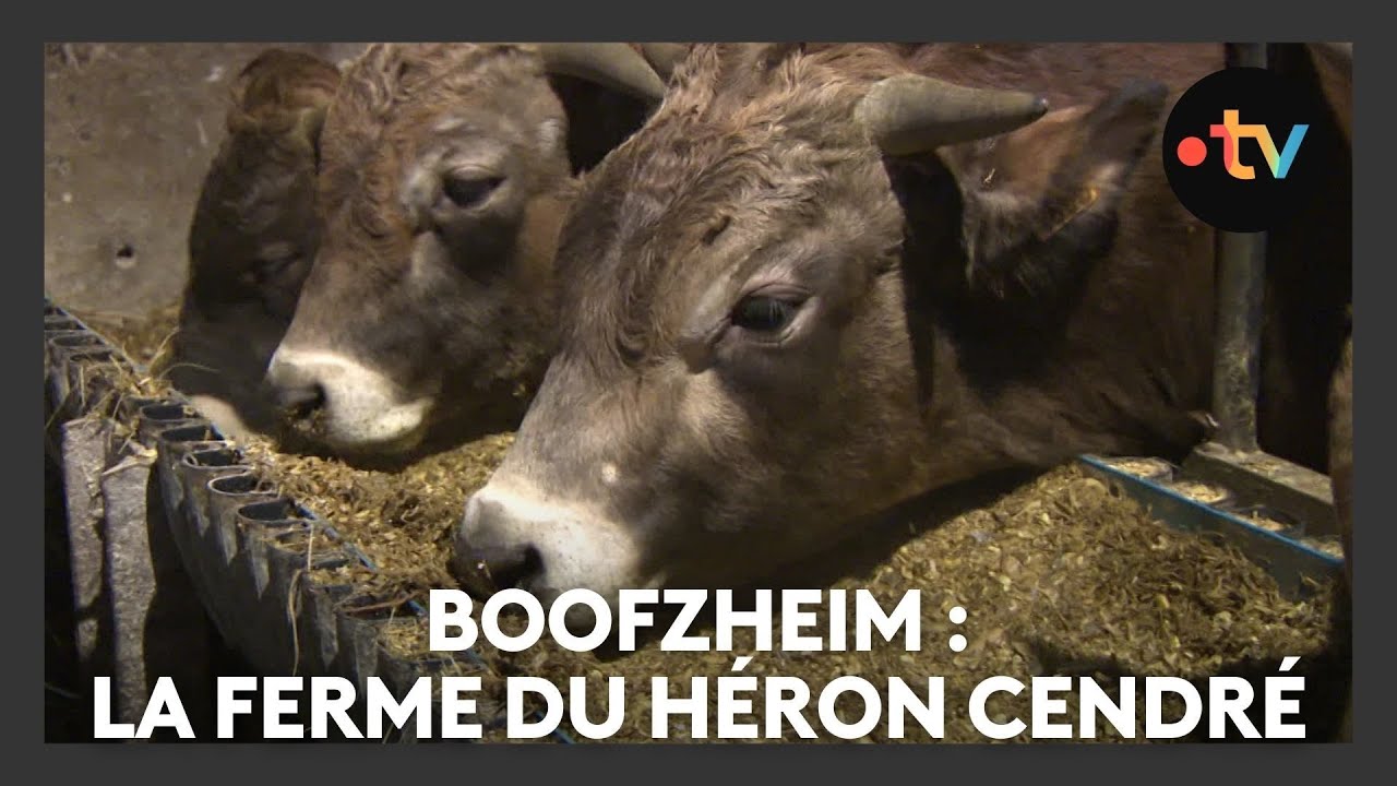 Un lieu, des histoires à Boofzheim : la ferme du Héron Cendré - Episode 1/4